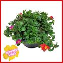 Bild von Portulaca schaal 23cm Mix